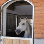 Ein weißes Pferd steht in einem Holzstall und schaut durch eine halb geöffnete Stalltür hinaus.