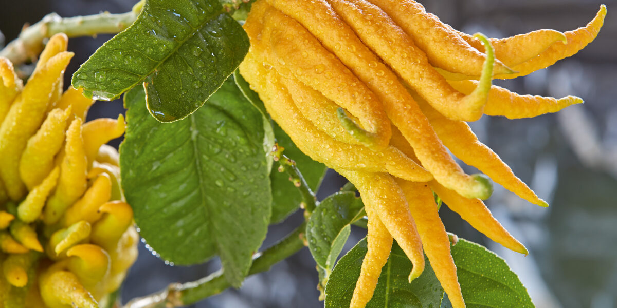 Nahaufnahme einer Zitronenfrucht mit Buddhas Hand, die an einem Baum wächst, mit ihren fingerartigen Segmenten und grünen Blättern mit Wassertropfen.
