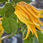 Nahaufnahme einer Zitronenfrucht mit Buddhas Hand, die an einem Baum wächst, mit ihren fingerartigen Segmenten und grünen Blättern mit Wassertropfen.