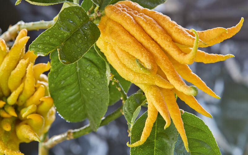 Nahaufnahme einer Zitronenfrucht mit Buddhas Hand, die an einem Baum wächst, mit ihren fingerartigen Segmenten und grünen Blättern mit Wassertropfen.