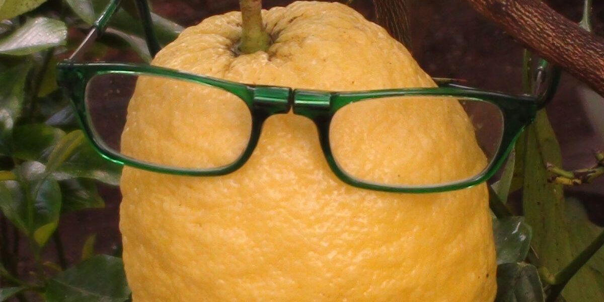 Eine große gelbe Zitrone, die an einem Baumzweig hängt und auf der eine grüne Brille liegt.