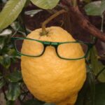 Eine große gelbe Zitrone, die an einem Baumzweig hängt und auf der eine grüne Brille liegt.