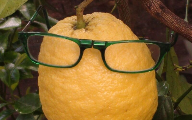 Eine große gelbe Zitrone, die an einem Baumzweig hängt und auf der eine grüne Brille liegt.