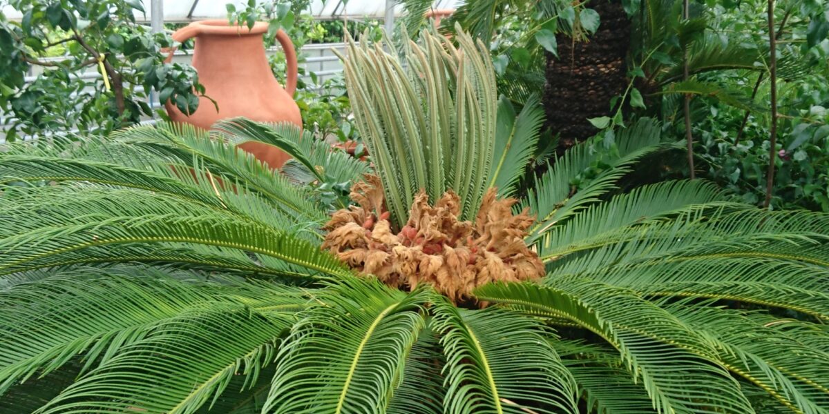 Tropisches Gewächshaus mit einer großen Cycad-Pflanze im Vordergrund, die lange, gewölbte Wedel und neues Wachstum in der Mitte aufweist. Andere Pflanzen und ein Terrakotta-Topf im Hintergrund.