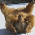 Ein Braunbär liegt auf dem Rücken im Schnee, die Beine angezogen und die Pfoten berühren den Kopf.