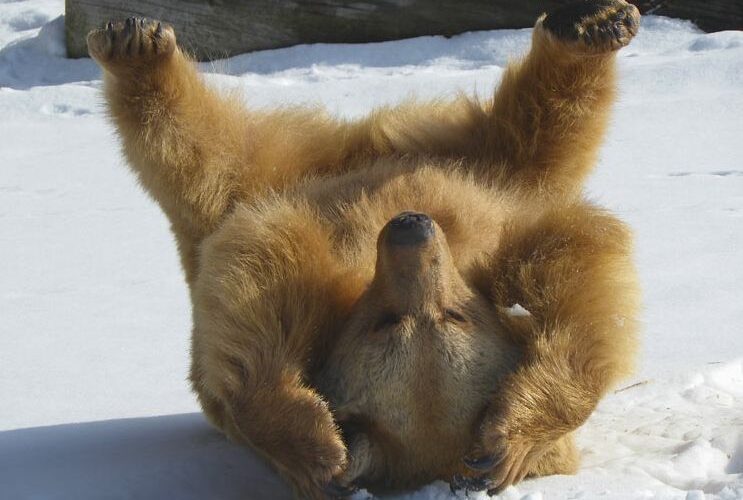 Ein Braunbär liegt auf dem Rücken im Schnee, die Beine angezogen und die Pfoten berühren den Kopf.
