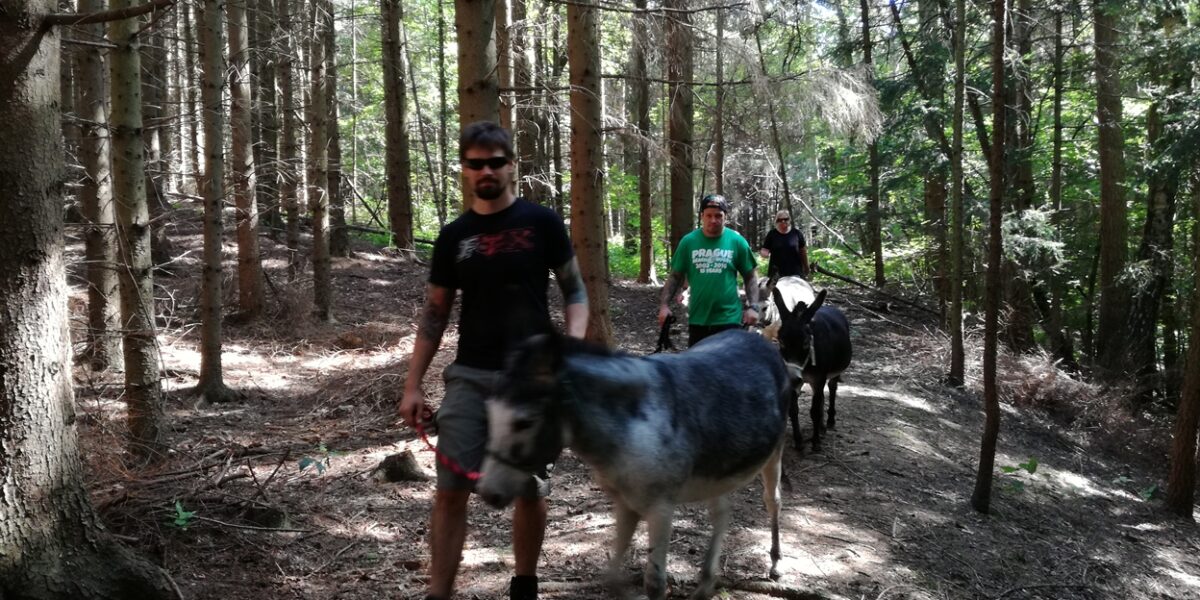 Eine Gruppe von Menschen geht mit zwei Eseln einen unbefestigten Weg in einem sonnenbeschienenen Wald entlang.