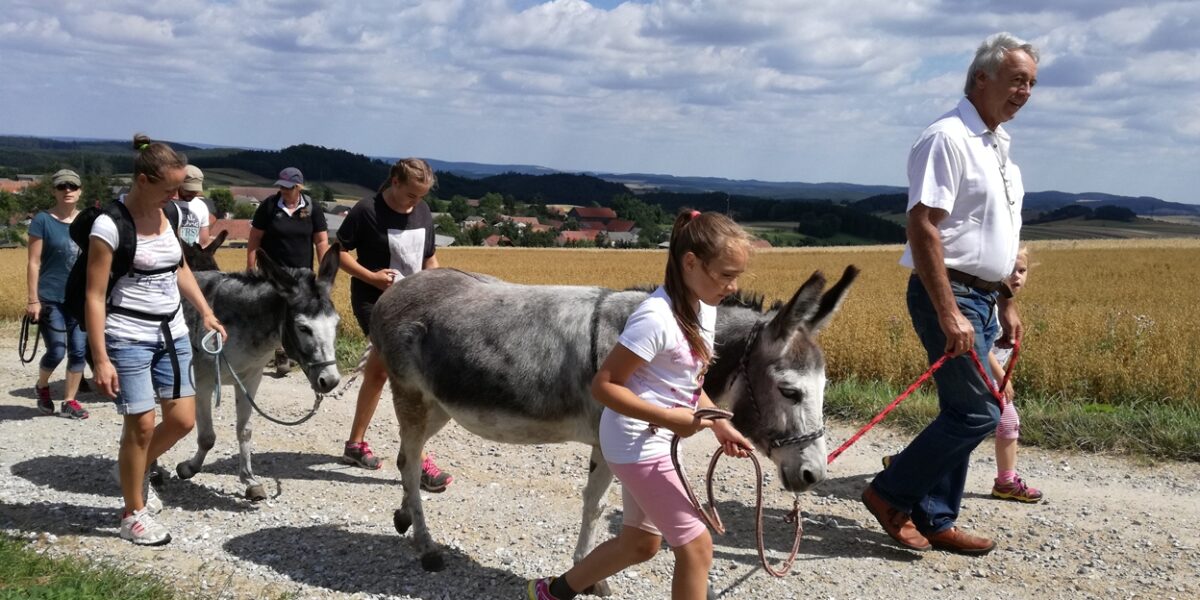 Eine Gruppe von Menschen, darunter Kinder und Erwachsene, geht an einem sonnigen Tag mit angeleinten Eseln auf einem Kiesweg durch eine ländliche Landschaft.