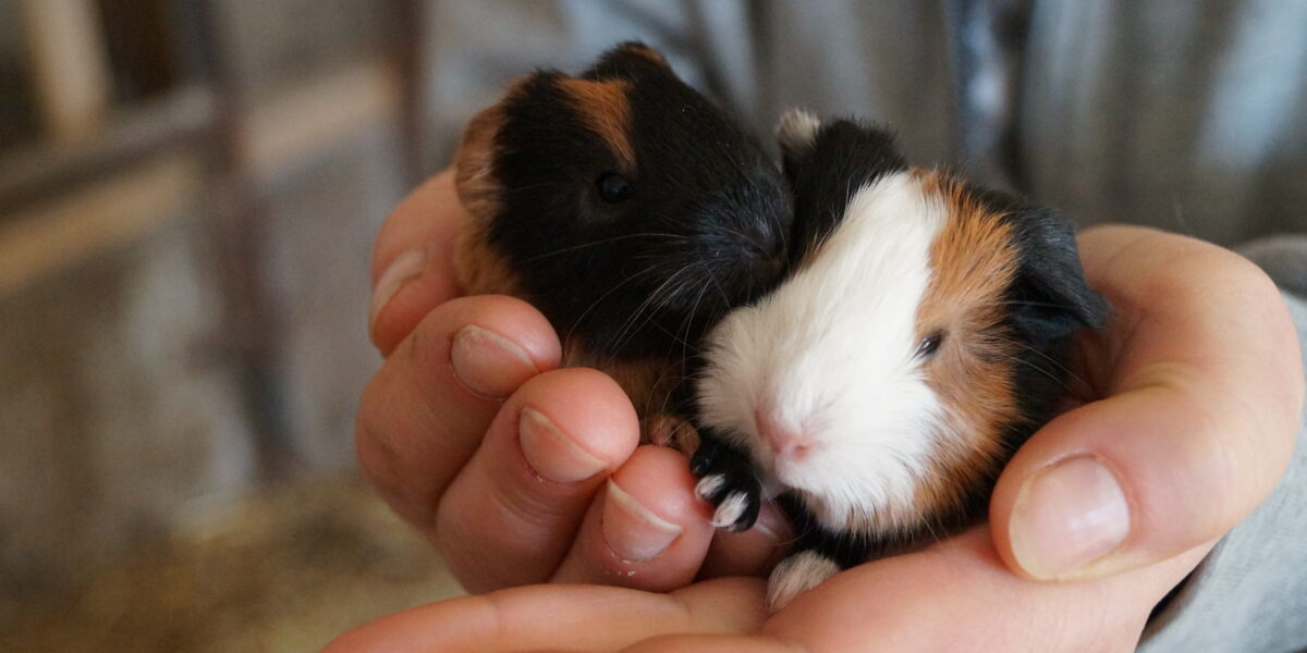 Zwei kleine Meerschweinchen mit braunem, schwarzem und weißem Fell werden von jemandem sanft in den Händen gehalten.