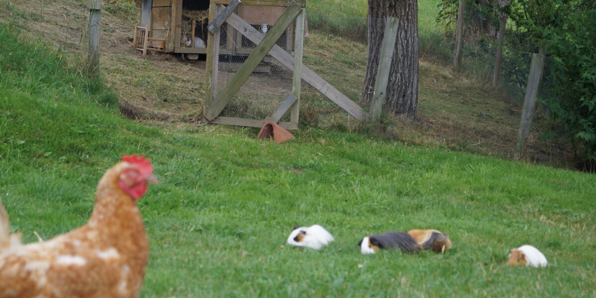 Im Vordergrund steht ein Huhn im Gras, in der Nähe befinden sich mehrere Meerschweinchen. Im Hintergrund befinden sich ein eingezäuntes Tiergehege und ein Holzstall.