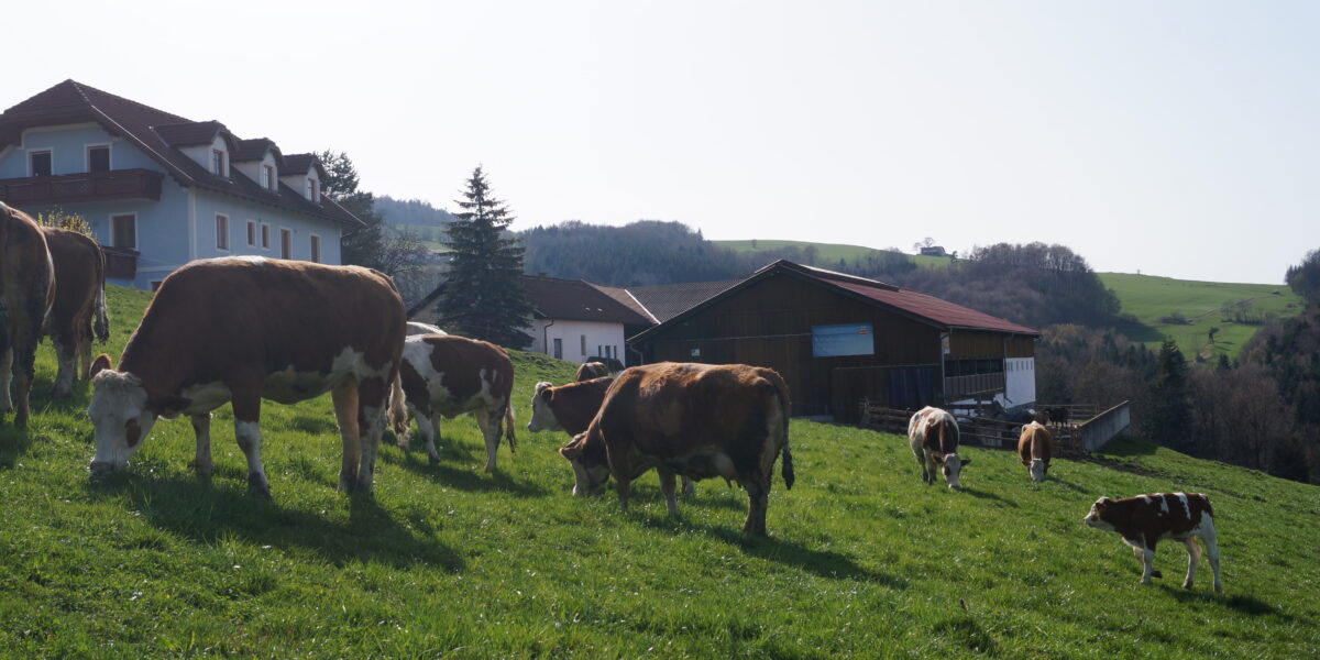 Eine Gruppe von Kühen grast an einem sonnigen Tag auf einem grasbewachsenen Hügel in der Nähe mehrerer landwirtschaftlicher Gebäude.