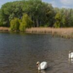Zwei Schwäne schwimmen in der Nähe des Ufers eines ruhigen Sees, mit hohen Gräsern und dichten grünen Bäumen im Hintergrund unter einem teilweise bewölkten Himmel.