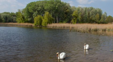 Zwei Schwäne schwimmen in der Nähe des Ufers eines ruhigen Sees, mit hohen Gräsern und dichten grünen Bäumen im Hintergrund unter einem teilweise bewölkten Himmel.