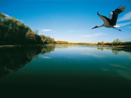 Ein großer Vogel fliegt über einen ruhigen, von Bäumen umgebenen See unter einem klaren blauen Himmel.