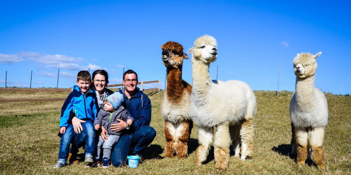 Eine vierköpfige Familie posiert mit drei Alpakas auf einer Wiese unter strahlend blauem Himmel; im Hintergrund sind ein Zaun und ein offenes Feld zu sehen.