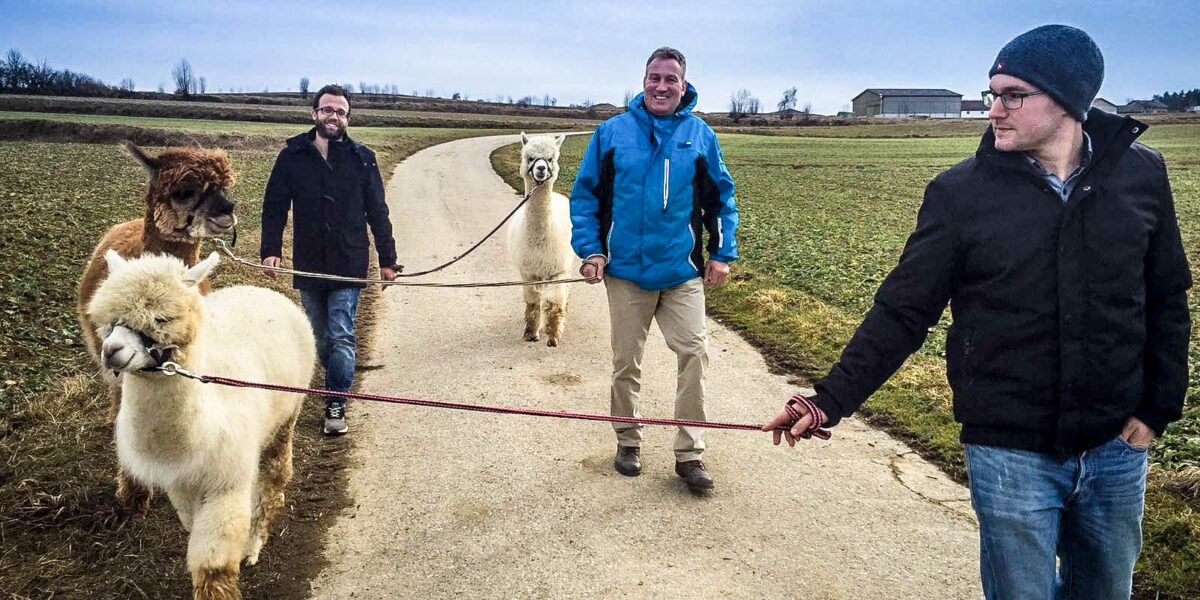 Drei Männer führen Alpakas an der Leine über einen ländlichen Weg, mit Feldern und einem bewölkten Himmel im Hintergrund.