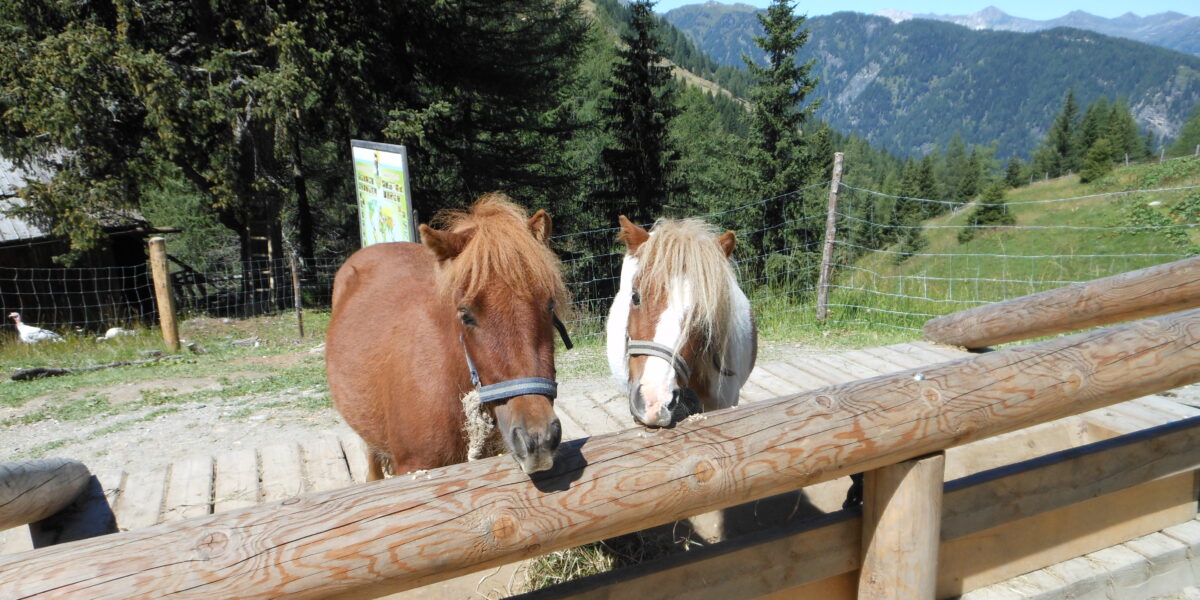 Zwei Ponys, ein braunes und ein weißes mit braunen Flecken, stehen hinter einem Holzzaun in einer bergigen, bewaldeten Gegend unter einem klaren blauen Himmel.