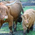 Eine Hochlandkuh mit langen Hörnern steht neben einem Hochlandkalb auf grasbewachsenem Boden, beide mit zotteligem, rotbraunem Fell.