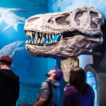 Drei Personen betrachten eine große Ausstellung von Dinosaurierschädeln, die an einer Museumswand angebracht ist, mit Modellen von Meeresreptilien im Hintergrund.