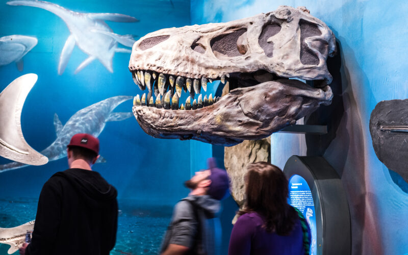 Drei Personen betrachten eine große Ausstellung von Dinosaurierschädeln, die an einer Museumswand angebracht ist, mit Modellen von Meeresreptilien im Hintergrund.