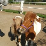 Zwei kleine Ponys mit braunem und weißem Fell stehen nebeneinander auf einem Feldweg, beide tragen Halfter. Auf der linken Seite ist ein Teil des Kopfes eines größeren Pferdes zu sehen.