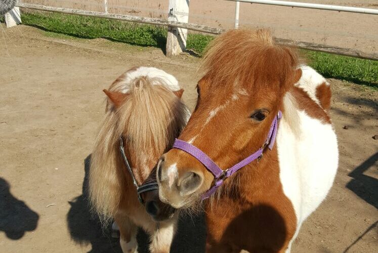 Zwei kleine Ponys mit braunem und weißem Fell stehen nebeneinander auf einem Feldweg, beide tragen Halfter. Auf der linken Seite ist ein Teil des Kopfes eines größeren Pferdes zu sehen.