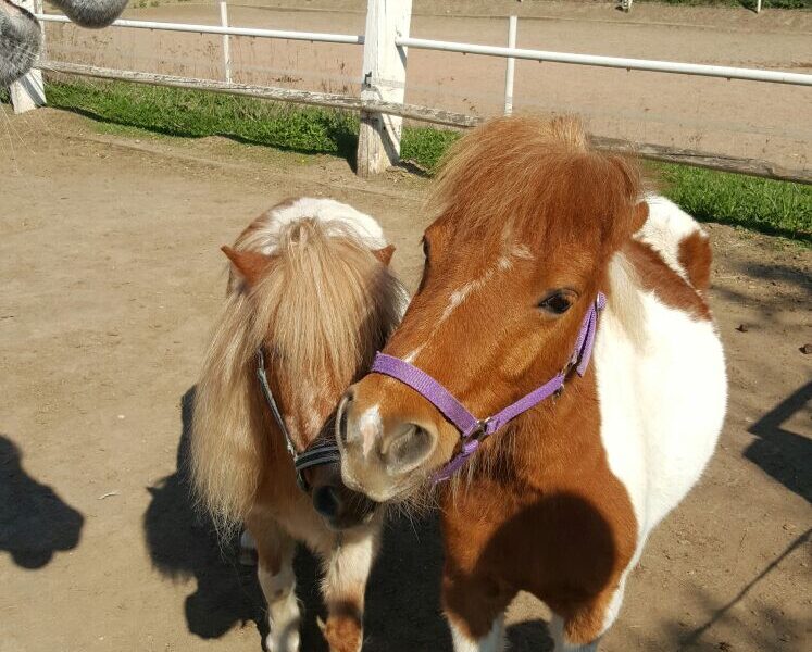Zwei kleine Ponys mit braunem und weißem Fell stehen nebeneinander auf einem Feldweg, beide tragen Halfter. Auf der linken Seite ist ein Teil des Kopfes eines größeren Pferdes zu sehen.