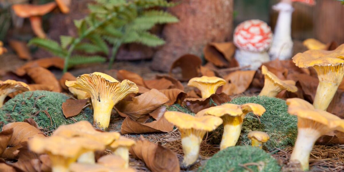 Gelbe Pilze wachsen zwischen grünem Moos und braunem Laub, und im Hintergrund sind weitere orangefarbene und rote Pilze zu sehen.