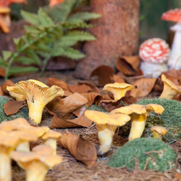 Gelbe Pilze wachsen zwischen grünem Moos und braunem Laub, und im Hintergrund sind weitere orangefarbene und rote Pilze zu sehen.