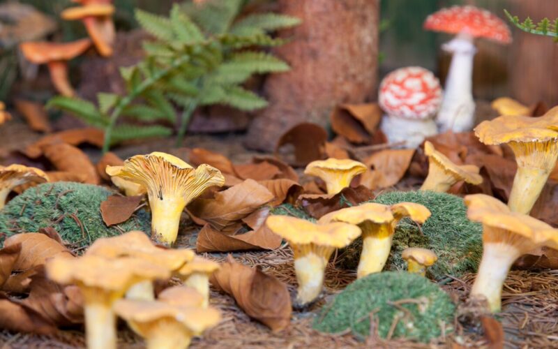 Gelbe Pilze wachsen zwischen grünem Moos und braunem Laub, und im Hintergrund sind weitere orangefarbene und rote Pilze zu sehen.