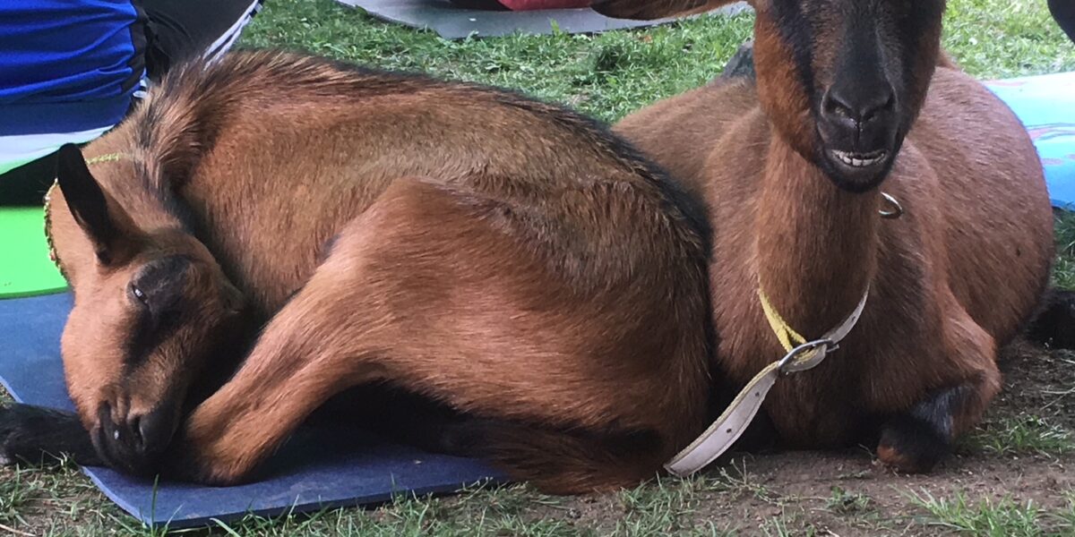 Zwei braune Ziegen ruhen auf einer Matte im Gras, eine liegend, die andere aufrecht sitzend. In der Nähe sitzen Menschen, die von der Taille abwärts sichtbar sind.
