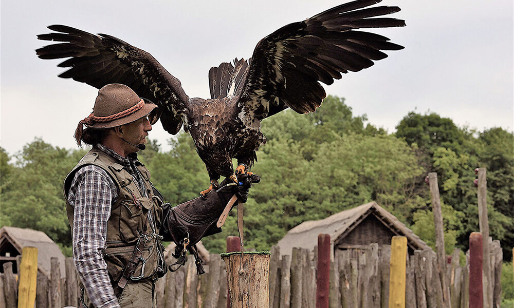 Eine Person mit Hut und Handschuh hält einen großen Adler mit ausgebreiteten Flügeln auf dem Arm, der vor einem Holzzaun und einer Grünanlage steht.