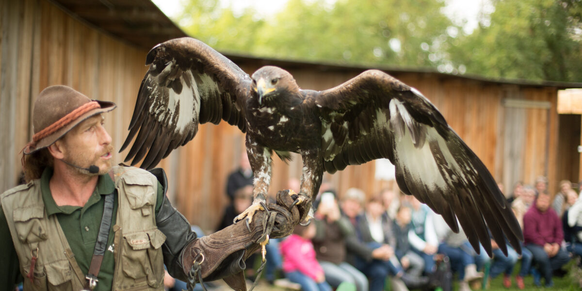 Ein Mann in Outdoor-Ausrüstung hält einen großen Adler mit ausgebreiteten Flügeln auf seinem behandschuhten Arm während einer Outdoor-Demonstration, während im Hintergrund ein Publikum sitzt.