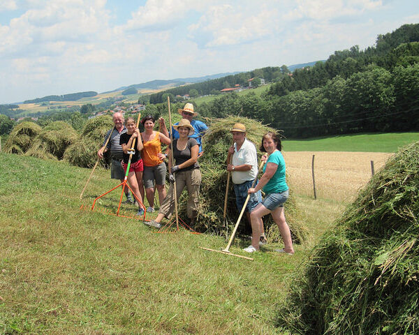 Eine Gruppe von Menschen steht im Freien auf einem grasbewachsenen Hügel, hält Harken und Heugabeln in der Hand und sammelt Heu zu Stapeln auf, mit Feldern und Bäumen im Hintergrund.