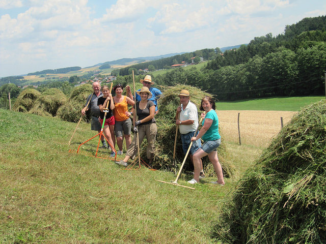 Eine Gruppe von Menschen steht im Freien auf einem grasbewachsenen Hügel, hält Harken und Heugabeln in der Hand und sammelt Heu zu Stapeln auf, mit Feldern und Bäumen im Hintergrund.