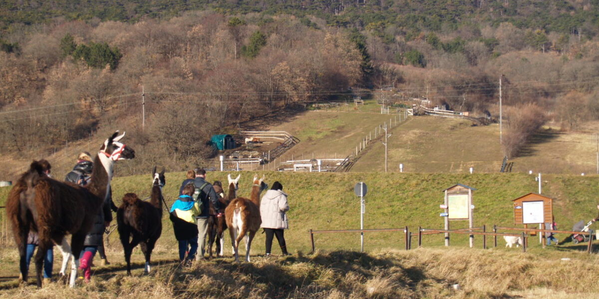 Eine Gruppe von Menschen geht mit Lamas auf einer Wiese in der Nähe eines eingezäunten Bereichs spazieren, mit bewaldeten Hügeln und klarem Himmel im Hintergrund.