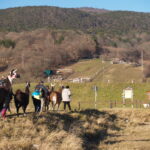 Eine Gruppe von Menschen geht mit Lamas auf einer Wiese in der Nähe eines eingezäunten Bereichs spazieren, mit bewaldeten Hügeln und klarem Himmel im Hintergrund.
