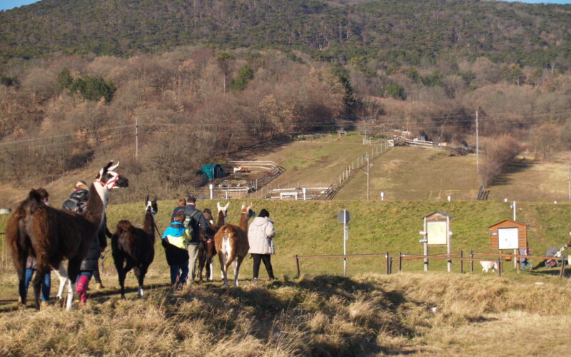 Eine Gruppe von Menschen geht mit Lamas auf einer Wiese in der Nähe eines eingezäunten Bereichs spazieren, mit bewaldeten Hügeln und klarem Himmel im Hintergrund.