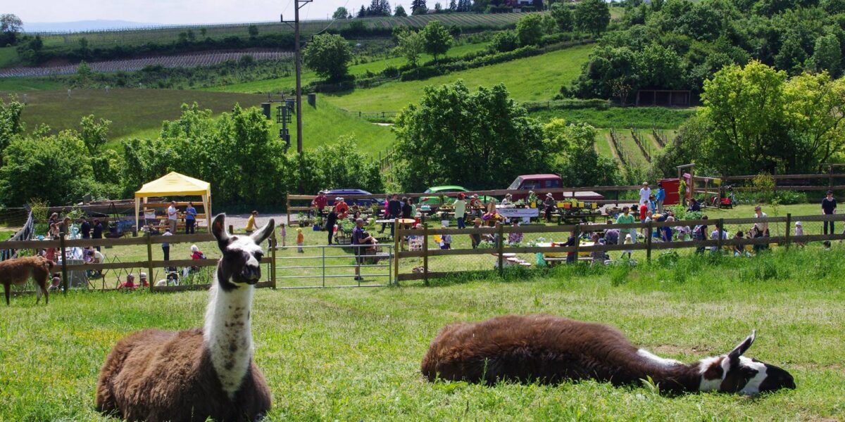 Zwei Lamas ruhen sich auf einer eingezäunten Weide im Gras aus, während im Hintergrund an einem sonnigen Tag Menschen an Picknicktischen und in Zelten zusammenkommen.