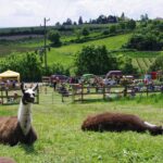 Zwei Lamas ruhen sich auf einer eingezäunten Weide im Gras aus, während im Hintergrund an einem sonnigen Tag Menschen an Picknicktischen und in Zelten zusammenkommen.