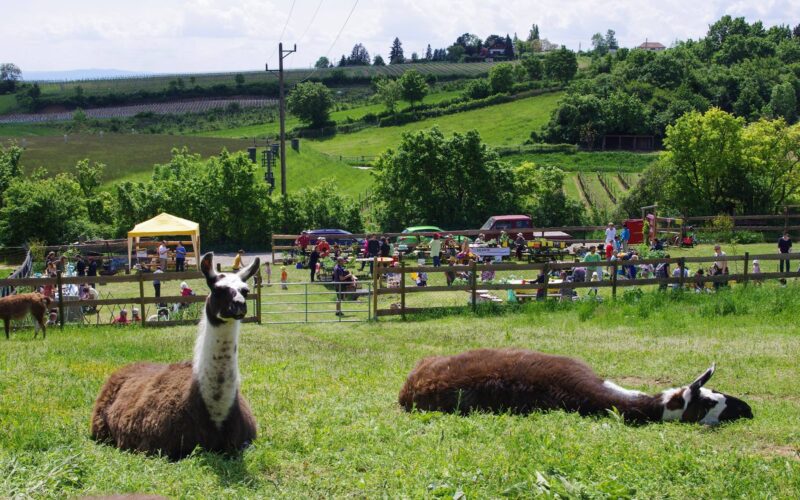 Zwei Lamas ruhen sich auf einer eingezäunten Weide im Gras aus, während im Hintergrund an einem sonnigen Tag Menschen an Picknicktischen und in Zelten zusammenkommen.