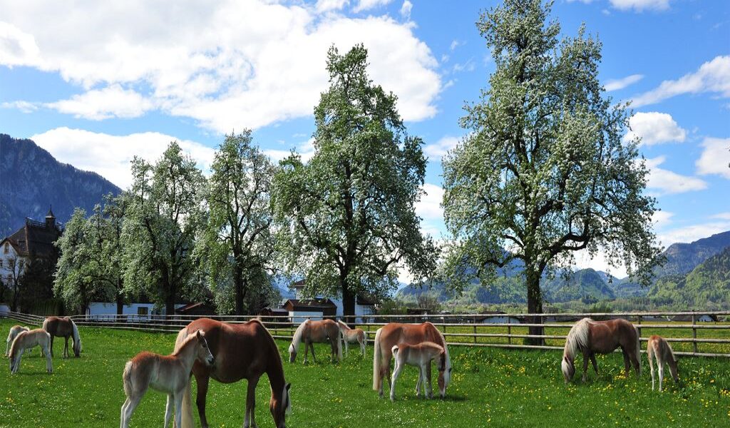 Mehrere Pferde und Fohlen grasen auf einer grünen Weide mit Bäumen, Bergen und einem teilweise bewölkten Himmel im Hintergrund.