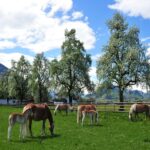 Mehrere Pferde und Fohlen grasen auf einer grünen Weide mit Bäumen, Bergen und einem teilweise bewölkten Himmel im Hintergrund.