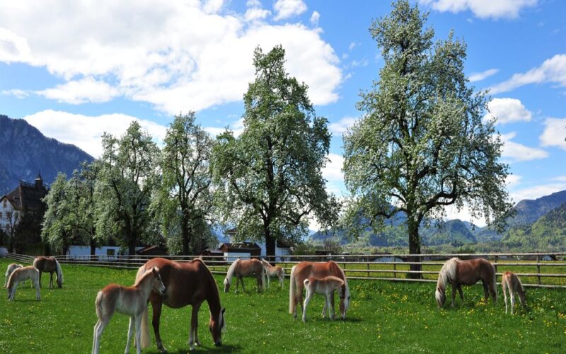 Mehrere Pferde und Fohlen grasen auf einer grünen Weide mit Bäumen, Bergen und einem teilweise bewölkten Himmel im Hintergrund.