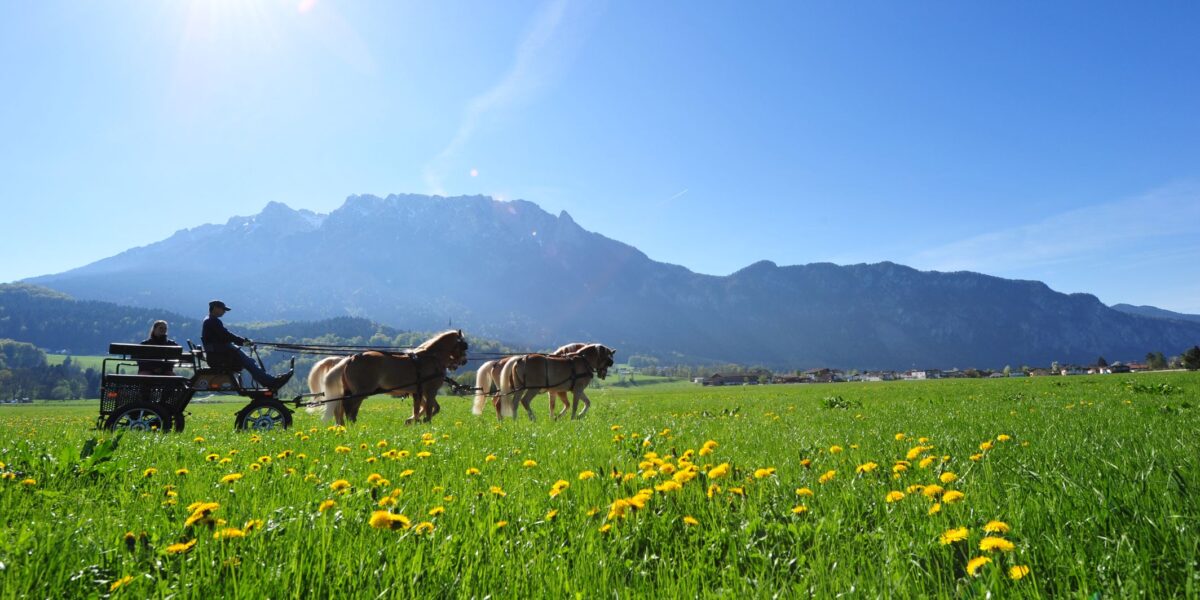 Eine Pferdekutsche fährt unter einem klaren, sonnigen Himmel über ein grünes, blumenübersätes Feld mit Bergen im Hintergrund.