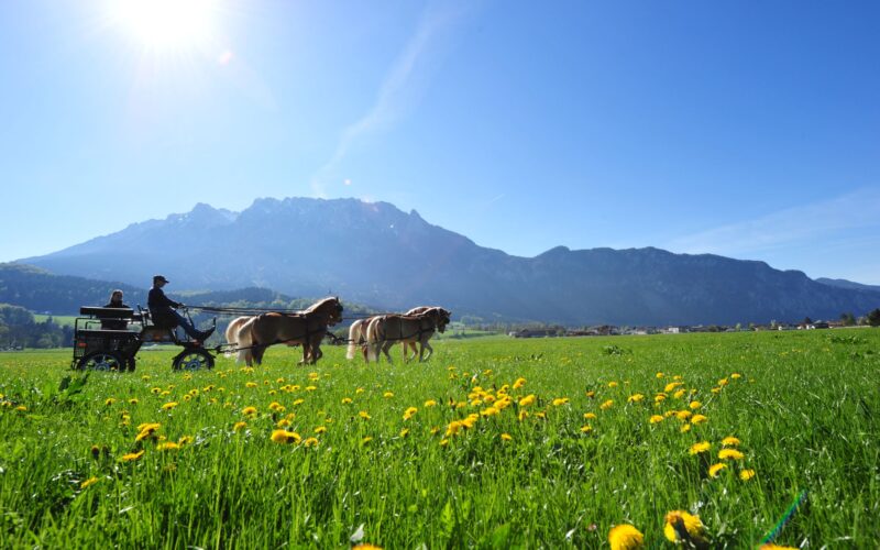 Eine Pferdekutsche fährt unter einem klaren, sonnigen Himmel über ein grünes, blumenübersätes Feld mit Bergen im Hintergrund.