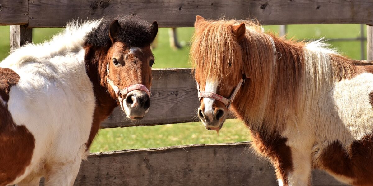 Zwei kleine braun-weiße Ponys mit Halftern stehen neben einem Holzzaun in einem grasbewachsenen Außenbereich und blicken in die Kamera.