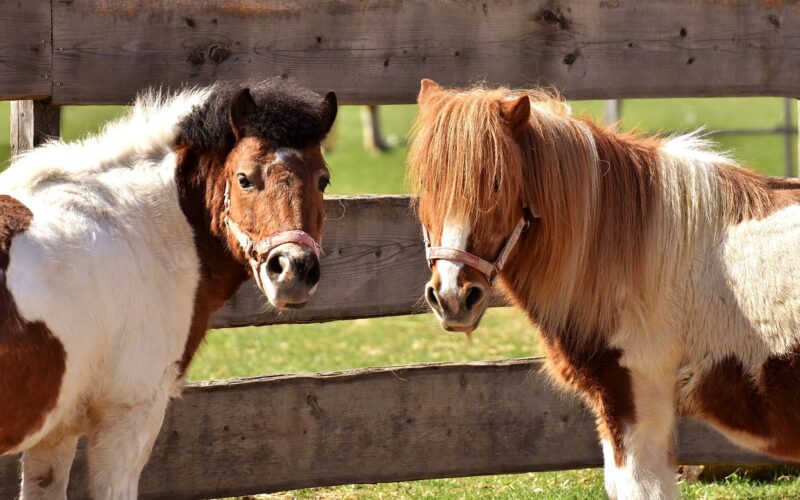 Zwei kleine braun-weiße Ponys mit Halftern stehen neben einem Holzzaun in einem grasbewachsenen Außenbereich und blicken in die Kamera.