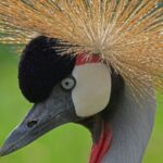 Nahaufnahme eines grauen Kronenkranichs mit schwarzer Krone, weißem Wangenfleck, rotem Kehllappen und einem Fächer aus steifen goldenen Federn auf dem Kopf.