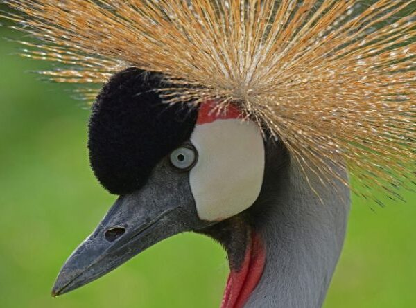 Nahaufnahme eines grauen Kronenkranichs mit schwarzer Krone, weißem Wangenfleck, rotem Kehllappen und einem Fächer aus steifen goldenen Federn auf dem Kopf.